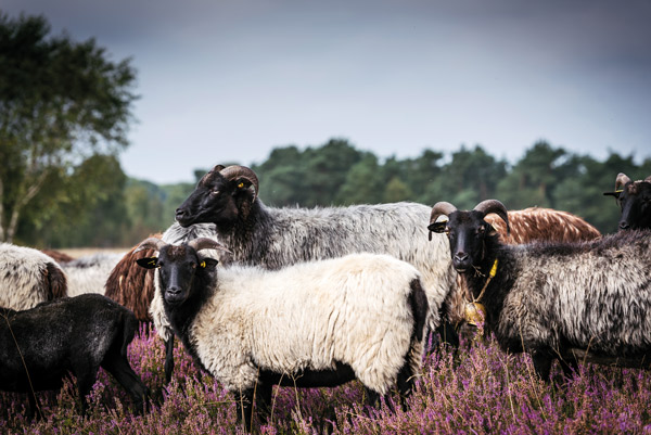 Eine Heidschnucke-Herde auf der Weide.