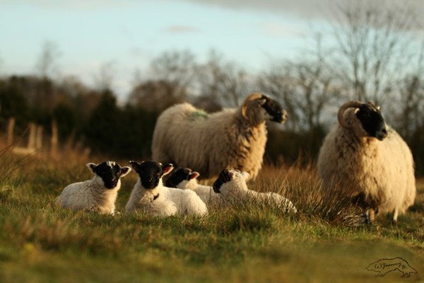 Vier Scottish Blackface liegen auf der Weide und ihre Mütter stehen hinter ihnen.