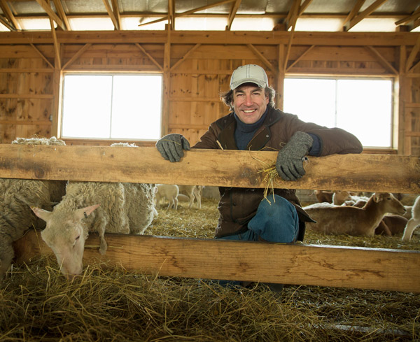 Ein Schafhalter steht im Schafstall neben seinen Tieren an der Raufe.