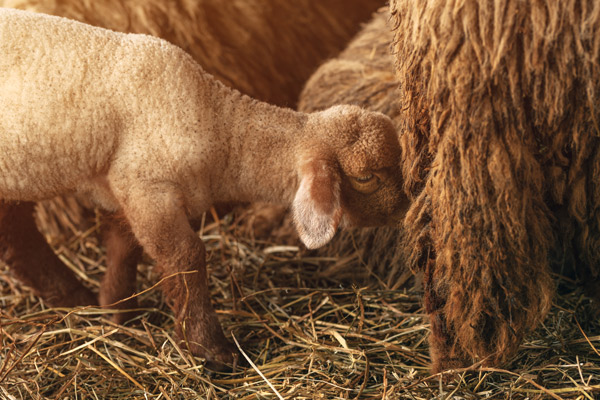 Ein braunes Lamm trinkt am Euter des Mutterschafes.