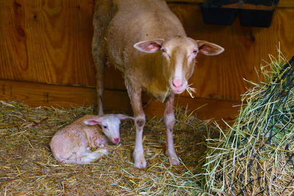 Mutterschaf und Lamm kurz nach der Geburt.