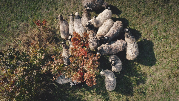Eine Gruppe Schafe auf der Weide unter einem Baum von oben fotografiert.