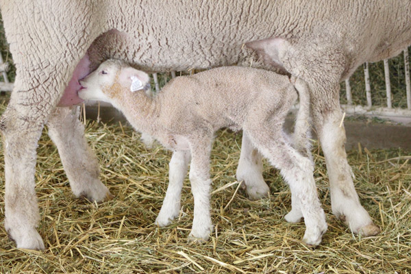 Ein Lamm saugt am Euter des Mutterschafes.