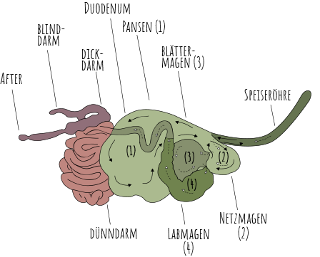 Eine Illustration des Verdauungsapparates vom Schaf.